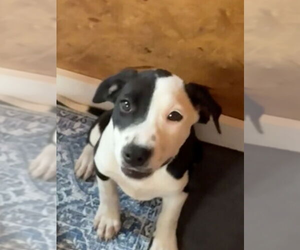 Medium Photo #4 American Pit Bull Terrier-Unknown Mix Puppy For Sale in Bolivar, MO, USA