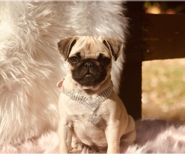 Medium Photo #2 Pug Puppy For Sale in CANTON, CT, USA