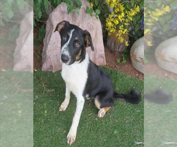 Medium Photo #1 Border Collie-Unknown Mix Puppy For Sale in Oklahoma City, OK, USA