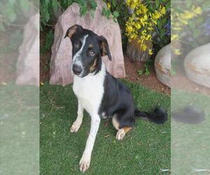 Border Collie-Unknown Mix Dogs for adoption in Oklahoma City, OK, USA