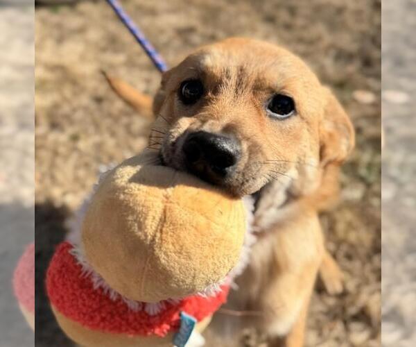 Medium Photo #2 Labrador Retriever-Unknown Mix Puppy For Sale in Yardley, PA, USA