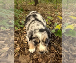 Small #1 Australian Shepherd