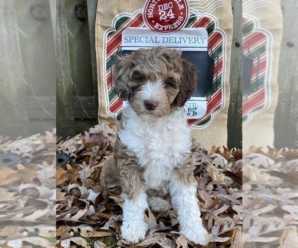 Medium Photo #1 F2 Aussiedoodle Puppy For Sale in CHAPEL HILL, NC, USA