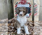 Small Photo #1 F2 Aussiedoodle Puppy For Sale in CHAPEL HILL, NC, USA