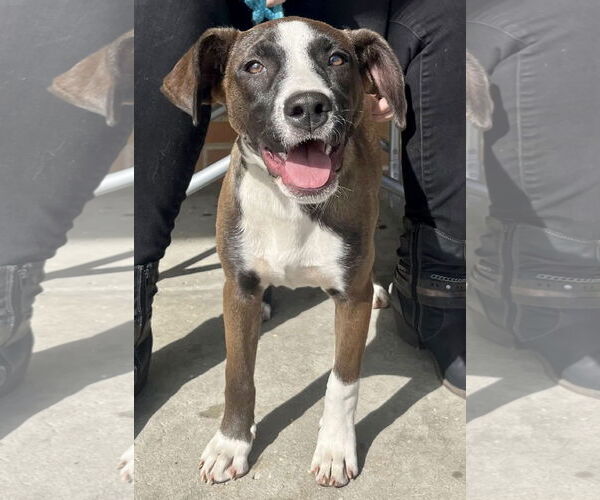 Medium Photo #5 Mutt Puppy For Sale in Mount Laurel, NJ, USA