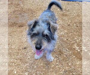 Mutt Dogs for adoption in Granbury, TX, USA