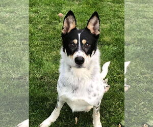 Galleta - Male Mutt Dog for Adoption - Photo #6