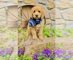 Small Photo #4 Goldendoodle-Poodle (Standard) Mix Puppy For Sale in HUNTINGTON, AR, USA