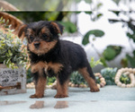 Small Photo #5 Shorkie Tzu Puppy For Sale in KIRKWOOD, PA, USA