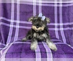 Small #8 Schnauzer (Miniature)