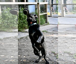 Scooter *LOCAL* - Male Labrador Retriever-Unknown Mix Dog for Adoption - Photo #4