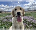 Small #5 Golden Retriever