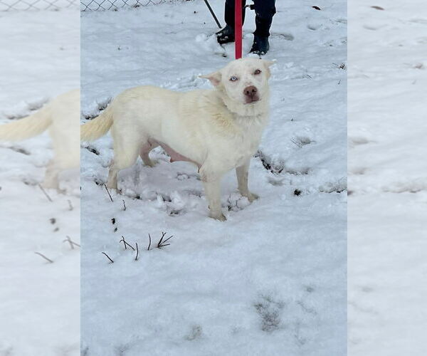 Medium Photo #4 Siberian Husky Puppy For Sale in Osgood, IN, USA