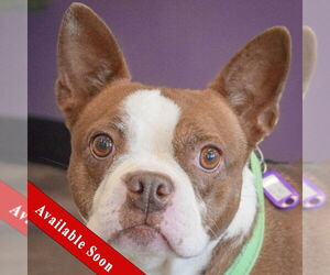 Boston Terrier Dogs for adoption in Huntley, IL, USA