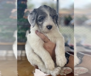 Sheepadoodle Puppy for sale in GOLDSBORO, NC, USA