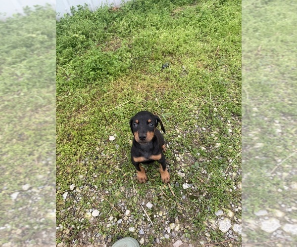 Medium Photo #2 Doberman Pinscher Puppy For Sale in MONTPELIER, OH, USA