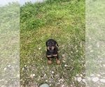 Small #1 Doberman Pinscher