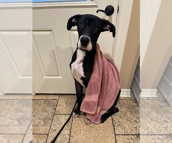 Medium Photo #2 Great Dane Puppy For Sale in Bullard, TX, USA