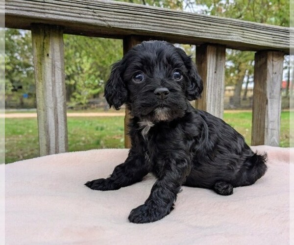 Medium Photo #1 Cock-A-Poo Puppy For Sale in SALEM, MO, USA