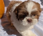 Small #6 Shih Tzu
