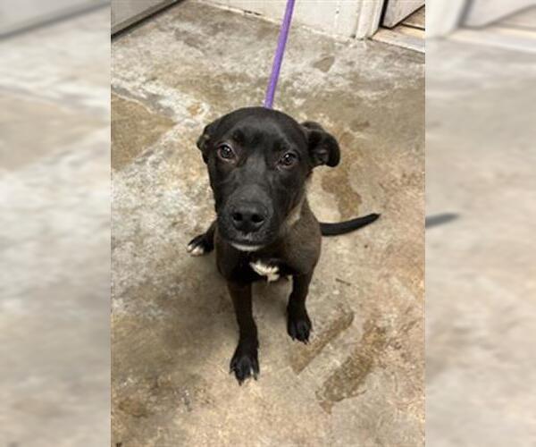 Medium Photo #1 American Pit Bull Terrier-Labrador Retriever Mix Puppy For Sale in San Andreas, CA, USA