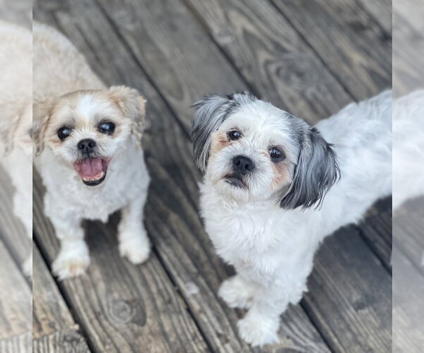 Medium Photo #1 Shih Tzu Puppy For Sale in Dana Point, CA, USA