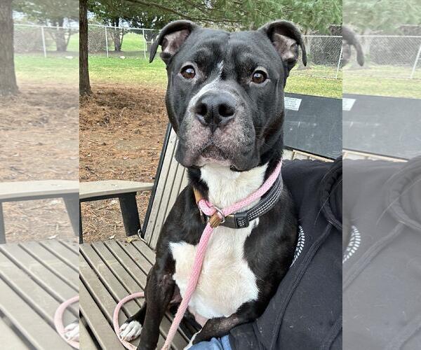 Medium Photo #1 Staffordshire Bull Terrier-Unknown Mix Puppy For Sale in Front Royal, VA, USA