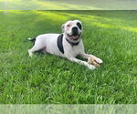 Small #5 American Pit Bull Terrier