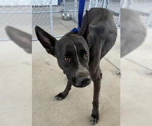 Mutt Dogs for adoption in Bakersfield, CA, USA