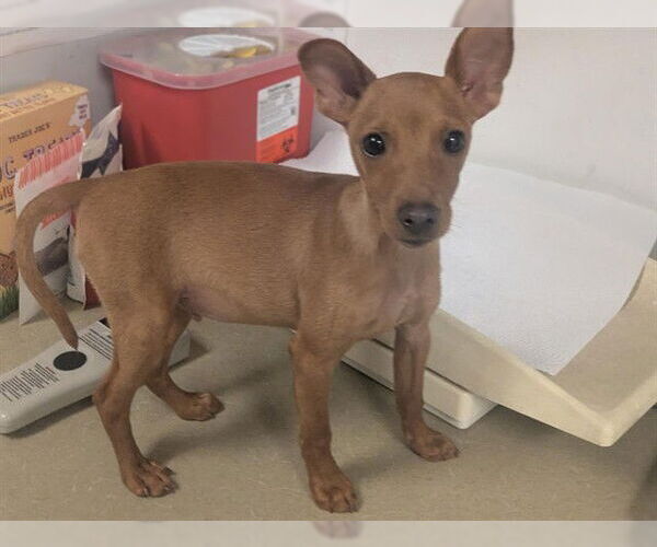 Medium Photo #1 Miniature Pinscher-Unknown Mix Puppy For Sale in Corona, CA, USA