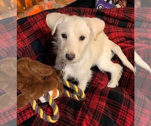 Poodle (Toy)-West Highland White Terrier Mix Puppy for sale in STAFFORD, VA, USA