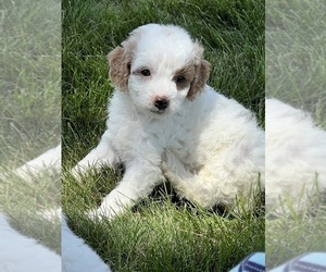 Goldendoodle (Miniature) Puppy for sale in NILES, MI, USA