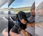 Small #15 Doberman Pinscher