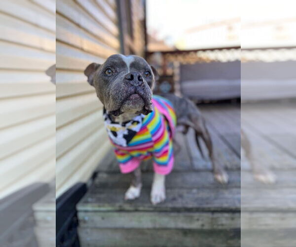 Medium Photo #8 American Staffordshire Terrier-Unknown Mix Puppy For Sale in Columbus, IN, USA