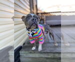 Small #7 American Staffordshire Terrier Mix