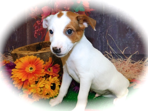 jack rat terrier puppies puppy