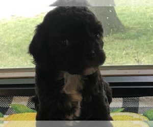 Cockapoo Puppy for sale in HOLDEN, MO, USA