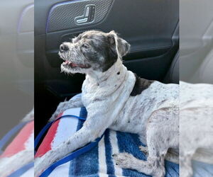 Spotty - Male Mutt Dog for Adoption - Photo #4