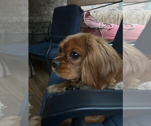 Mother of the Cavalier King Charles Spaniel puppies born on 05/13/2025