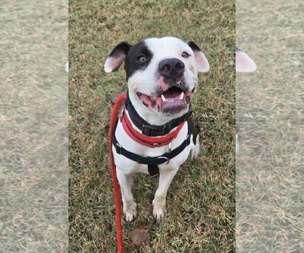 Medium Photo #3 American Pit Bull Terrier-Unknown Mix Puppy For Sale in St. Ann, MO, USA