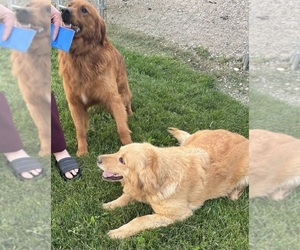 Mother of the Golden Retriever puppies born on 05/06/2025