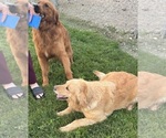 Small Photo #1 Golden Retriever Puppy For Sale in ADDISON, IL, USA