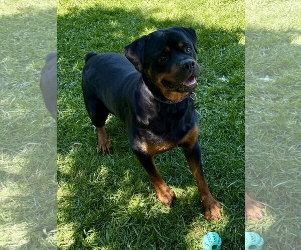 Medium Photo #5 Rottweiler Puppy For Sale in Mooresville, NC, USA