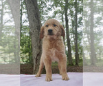 Small Photo #4 Golden Retriever Puppy For Sale in WARSAW, IN, USA