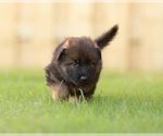 Small Photo #2 German Shepherd Dog Puppy For Sale in HAZEL GREEN, AL, USA
