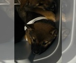 Small Photo #7 Shiba Inu Puppy For Sale in LOS ANGELES, CA, USA