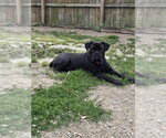 Small #1 Bullmastiff Mix
