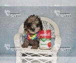 Small #5 Poodle (Toy)