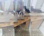 Small #8 Shorkie Tzu