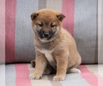 Small Photo #2 Shiba Inu Puppy For Sale in FREDERICKSBG, OH, USA